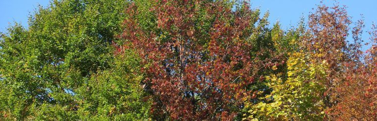 Otoño en el Valle de Tena: Bosque del Betato Ruta senderismo Bosque del Betato (1)